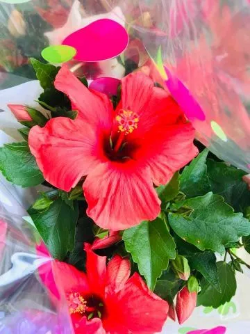 Composizione di fiori misti