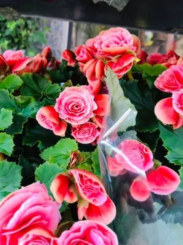 Corona di fiori bianchi